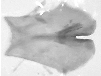 Euploea crameri praedicabilis ♂ genitalia