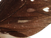 Euploea crameri praedicabilis ♂ with brand Up.