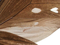 Euploea crameri praedicabilis ♂ with brand Un.