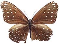 Euploea camaralzeman malayica ♀ Up.