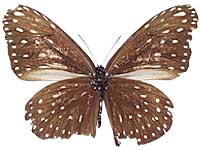 Euploea camaralzeman malayica ♀ Un.