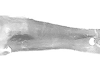 Euploea core godartii ♂ genitlia
