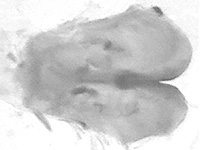 Euploea core godartii ♂ genitlia