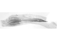 Euploea core graminifera ♂ genitalia