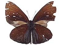 Euploea phaenareta castelnaui ♂ Un.