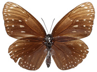 Euploea phaenareta castelnaui ♀ Un.