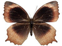 Elymnias obnubila ♀ Up.