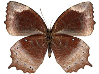 Elymnias obnubila ♀ Un.