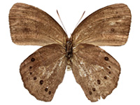 Mycalesis perseus cepheus ♀ Un.