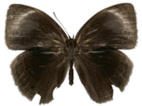 Mycalesis siamica ♂ Up.