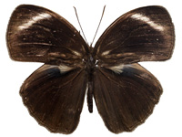 Mycalesis anaxioides ♂ Up.