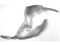 Ypthima similis ♂ genitalia Ypthima similis ♂ genitalia