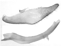 Ypthima similis ♂ genitalia Ypthima similis ♂ genitalia