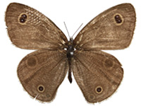 Ypthima confusa thevada ♂ Up.