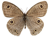 Ypthima confusa thevada ♂ Un.