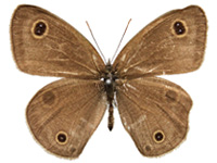 Ypthima confusa thevada ♂ Up.