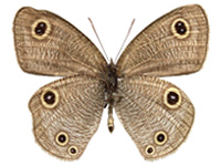 Ypthima confusa thevada ♂ Un.