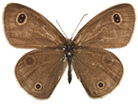 Ypthima confusa thevada ♂ Up.