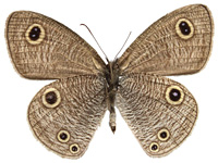Ypthima confusa thevada ♂ Un.