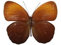 Faunis bicoloratus bicoloratus ♂ Up.