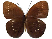 Faunis bicoloratus bicoloratus ♂ Un.