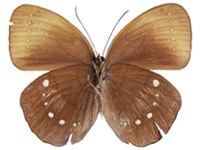 Faunis bicoloratus bicoloratus ♀ Un.