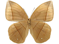 Aemona gialaica ♀ Un.