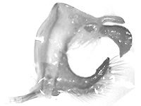 Enispe euthymius sychaeus ♂ genitalia Enispe euthymius sychaeus ♂ genitalia