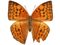 Enispe duranius intermedia ♂ Up. Enispe duranius intermedia ♀ Up.