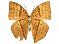 Enispe duranius intermedia ♂ Un. Enispe duranius intermedia ♀ Un.