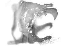 Enispe duranius intermedia ♂ genitalia Enispe duranius intermedia ♂ genitalia