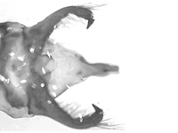 Enispe duranius intermedia ♂ genitalia Enispe duranius intermedia ♂ genitalia