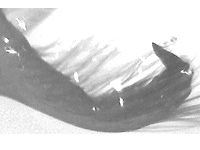 Enispe duranius intermedia ♂ genitalia Enispe duranius intermedia ♂ genitalia