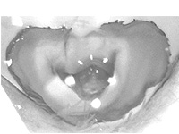 Enispe duranius intermedia ♀ genitalia Enispe duranius intermedia ♀ genitalia