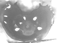 Enispe duranius corbeti ♀ genitalia Enispe duranius corbeti ♀ genitalia
