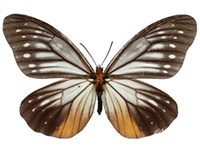 Calinaga brahma sudassana ♀ Up.