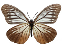 Calinaga brahma sudassana ♀ Un.