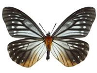 Calinaga brahma bedoci ♀ Up.