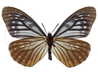 Calinaga brahma bedoci ♀ Un.