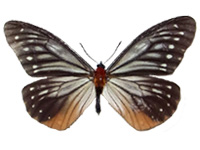 Calinaga brahma bedoci ♂ Up.