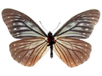 Calinaga brahma bedoci ♂ Un.