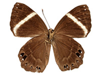 Abisara fylloides magdala ♀ Un.