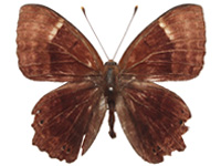 Abisara abnormis ♂ Up. Abisara abnormis ♂ Up.