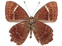 Abisara abnormis ♂ Un. Abisara abnormis ♂ Un.