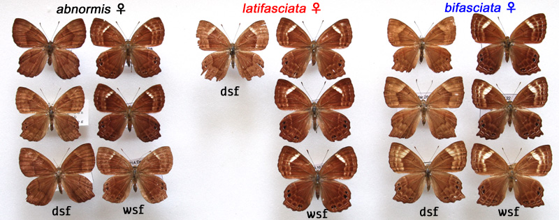 ♀ of Abisara abnormis, latifasciata, bifasciata