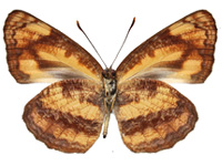 Pantoporia hordonia hordonia ♂ Un.