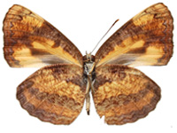 Pantoporia hordonia hordonia ♂ Un.