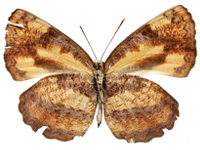 Pantoporia hordonia hordonia ♀ Un.
