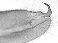 Neptis harita preeyai ♂ genitalia