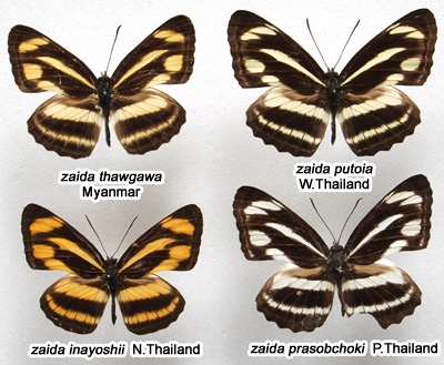 Neptis zaida